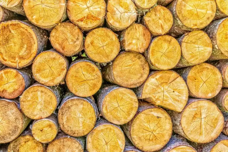 Close-up of stacked circular log ends (cross-sections) showing wood grain and rings in warm, yellow-brown tones.