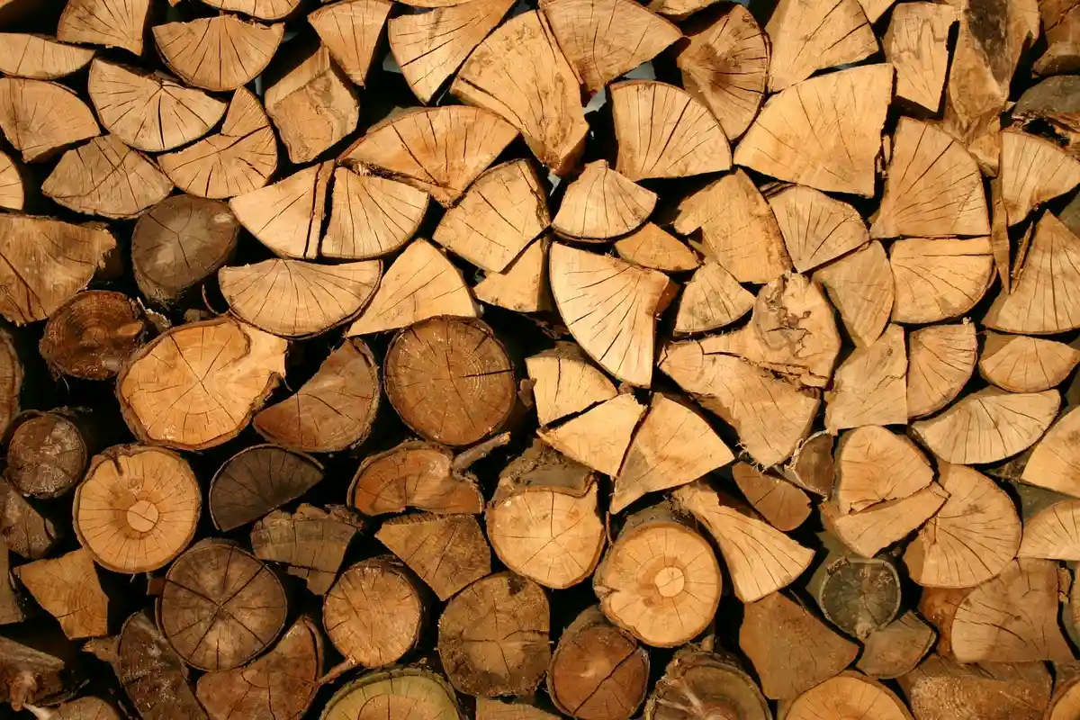 Stacked end-grain logs showing circular growth rings and varied tones