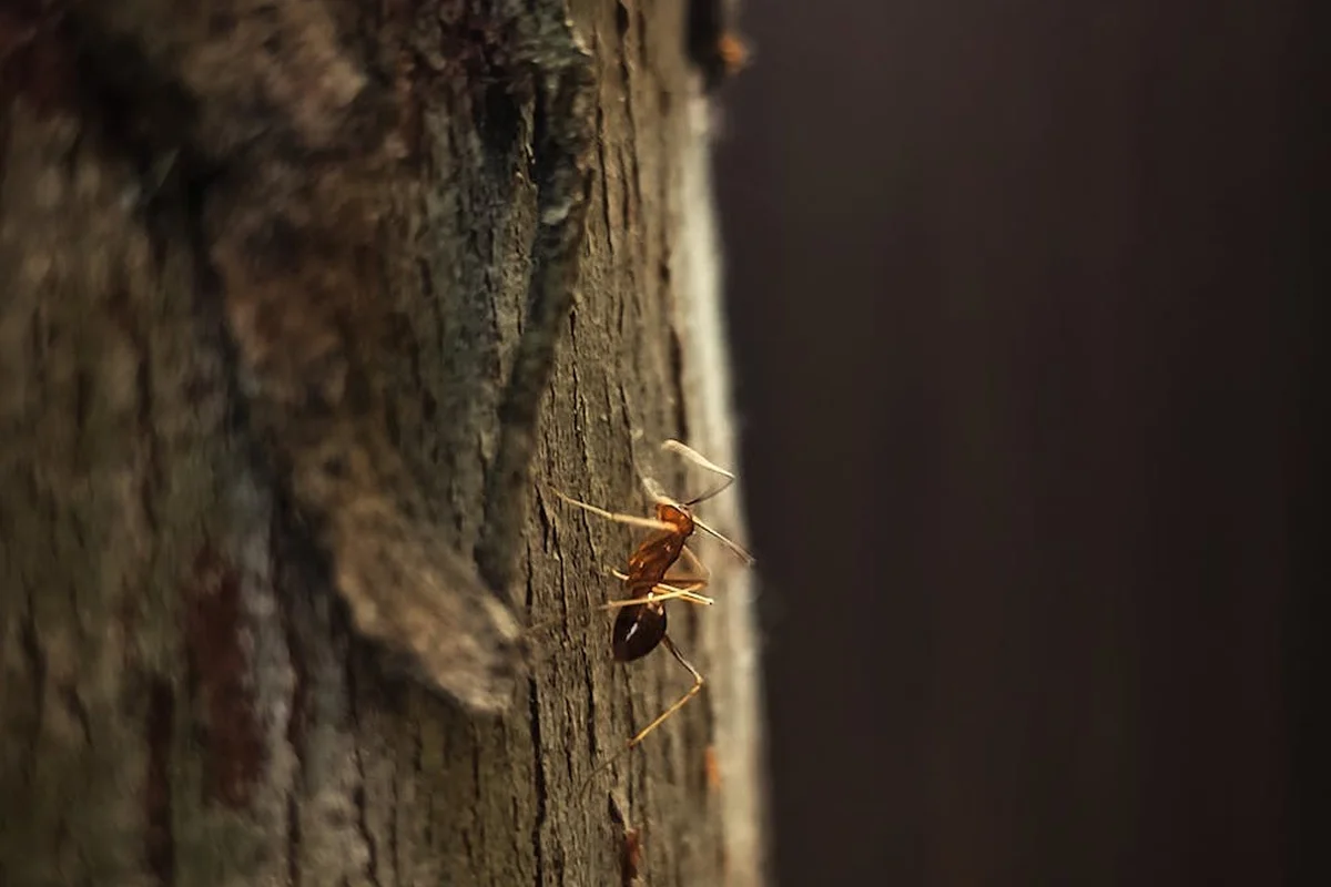 Close-up of rough wood surface with small orange ants climbing on it.