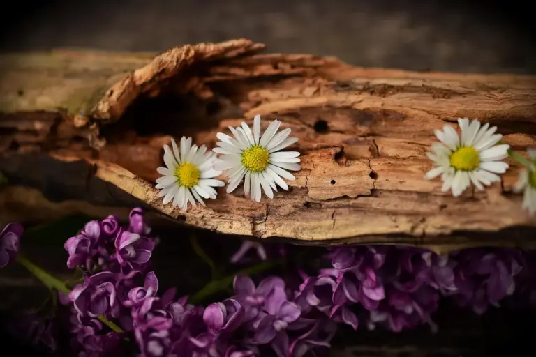 Close-up of white daisies on a weathered log with purple flowers at the base, highlighting natural wood textures.