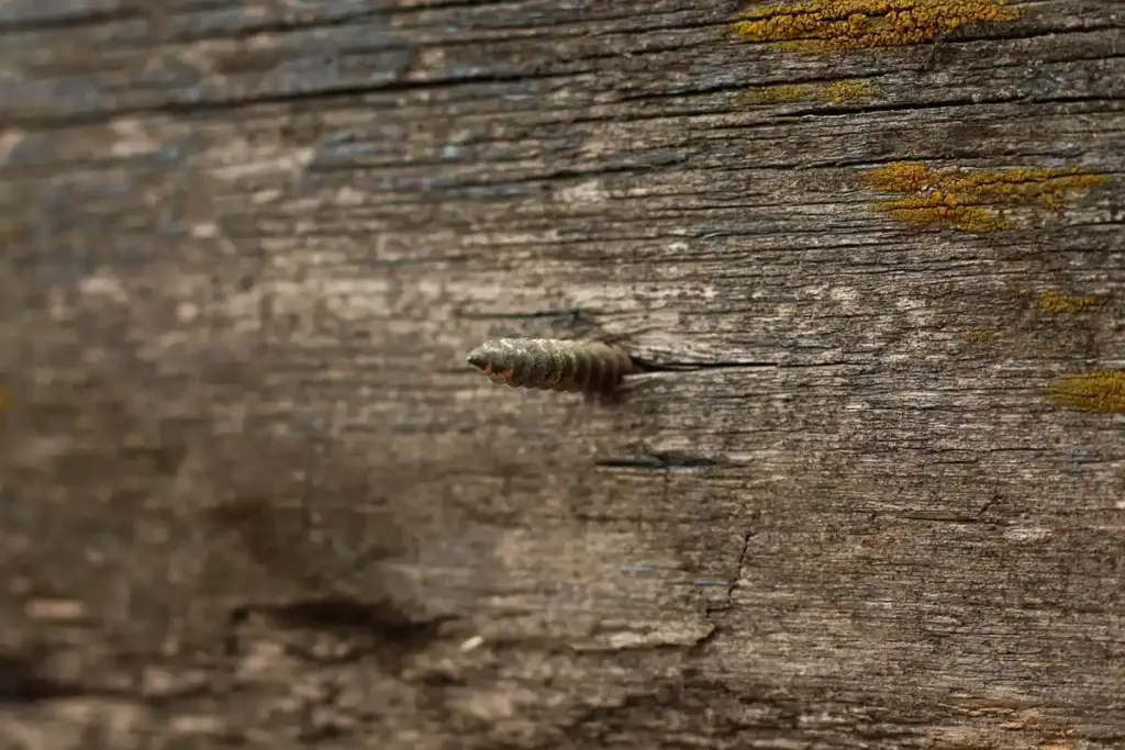Can You Really Save Rotting Wood with Epoxy?