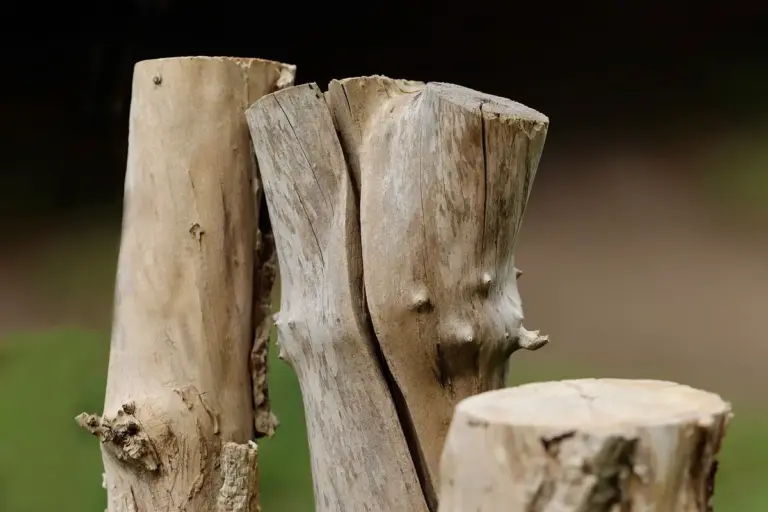 Close-up of weathered wooden stumps with rough textures, representing traditional hardwood material